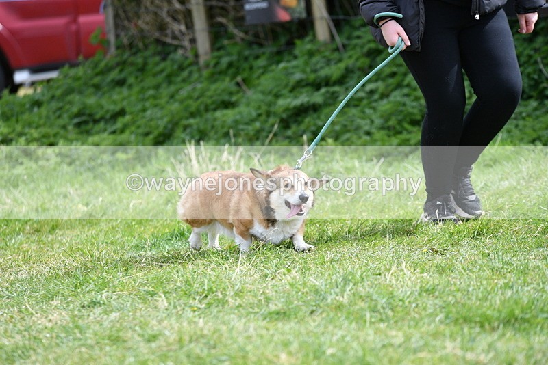 WJ5_9615 - Class 3 Most Handsome Dog