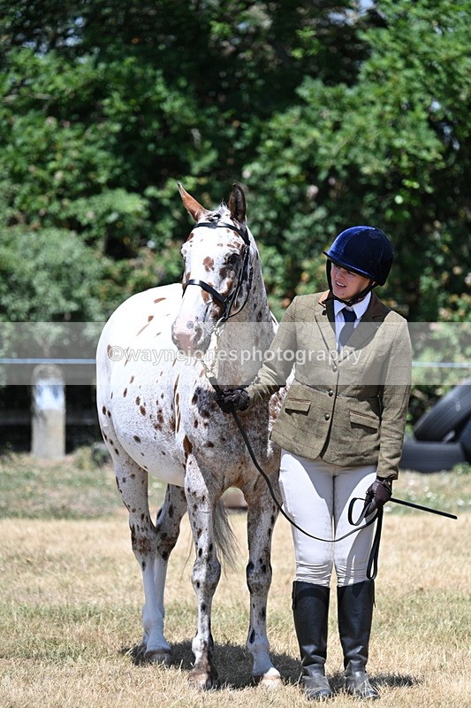 WJ7_2335 - Class 5a Most Handsome Gelding in hand (above 14.2hh)