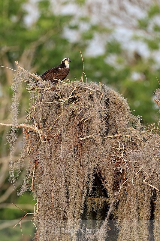 Osprey nest, Blue Cypress Lake, Florida - Osprey