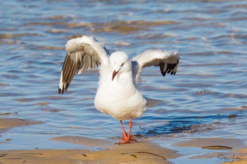 Gull Bath 2