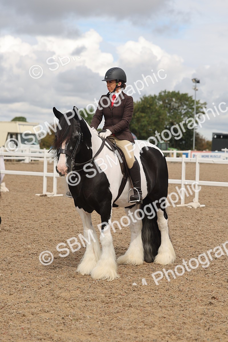 SBM_04445 - Class 18 - Handsomest Gelding (IH or Ridden)