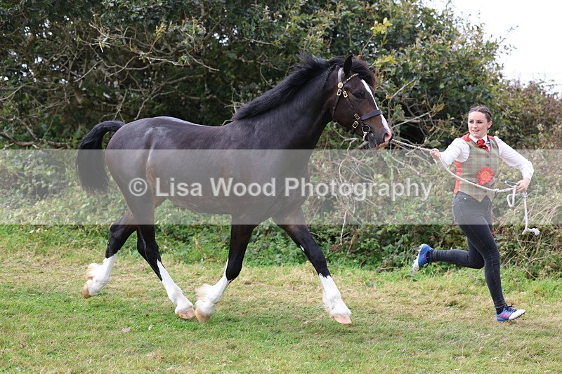 3E7A5710 - In Hand Championship