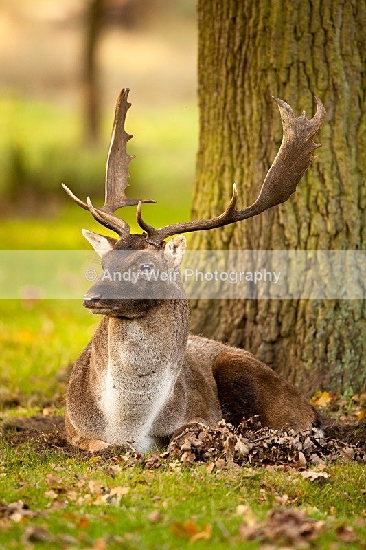 20111022-_MG_6759 - Fallow Deer