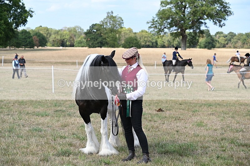 WJ6_6745 - Class 20 In-hand Cob