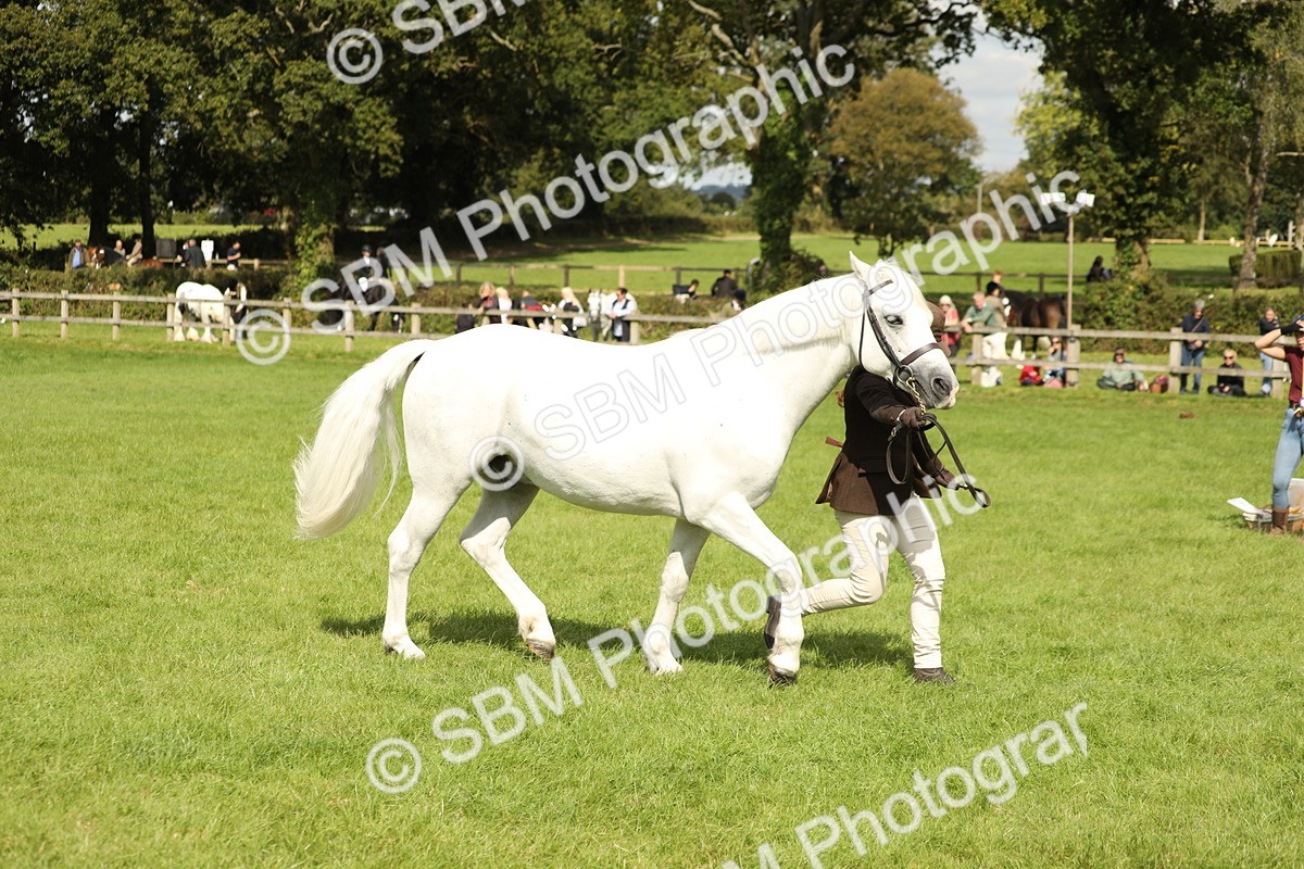 SBM_65444 - S47 - Mountain & Moorland In Hand Large Breeds