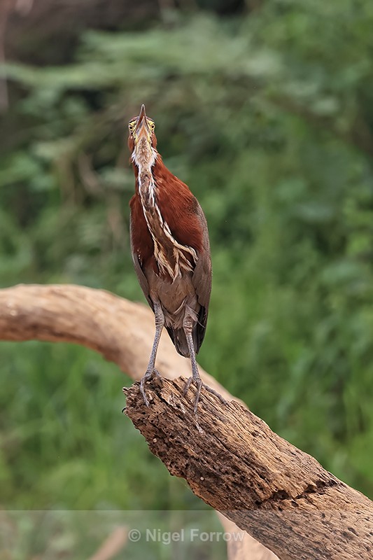 Rufescent Tiger-heron (adult), Pantanal, Brazil - Rufescent Tiger-heron