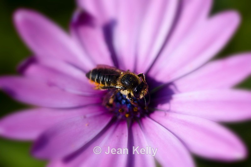 Bee - 3910_00014 - Insects