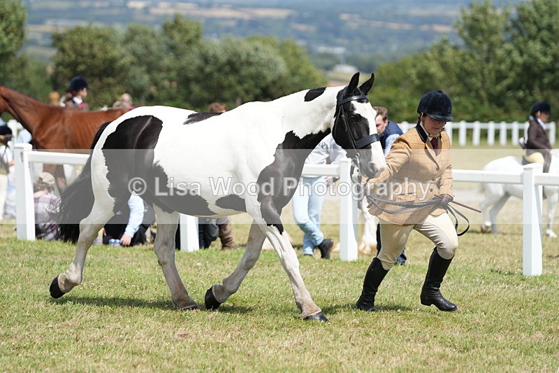 DSC07136 - Class 61: Coloured Horse 4yrs & Over