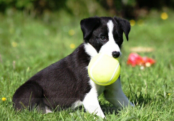 26 Anyone for tennis? - SASHA