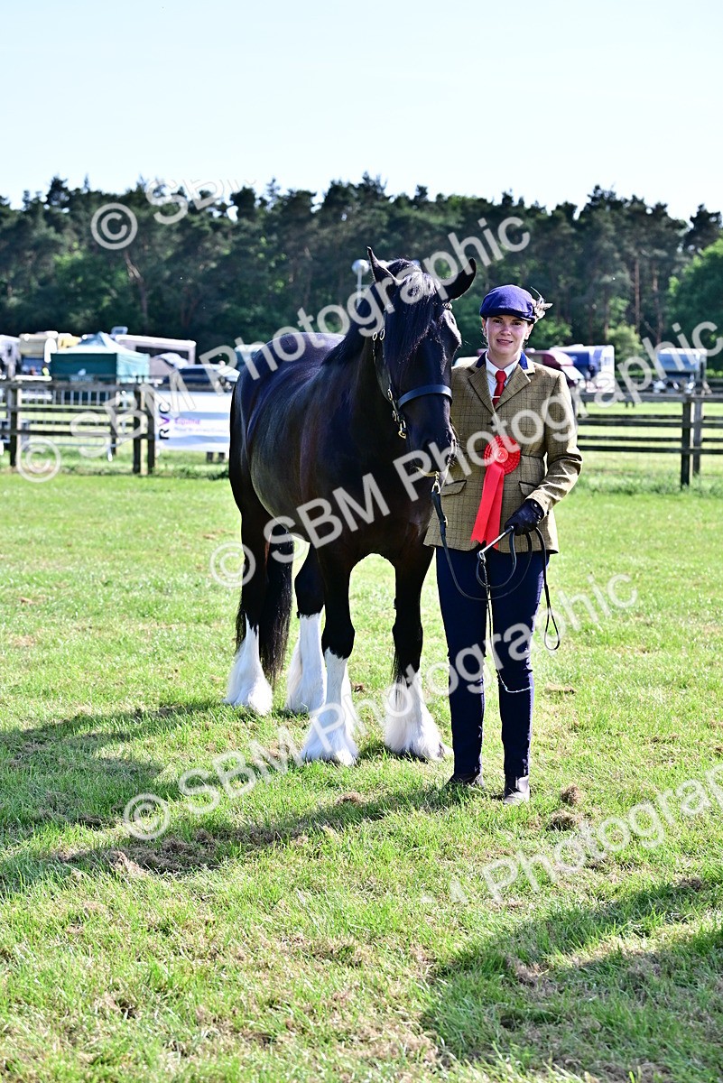 SBM_10045 - Class 63-65 - Traditional Gypsy Cobs In Hand & Ridden