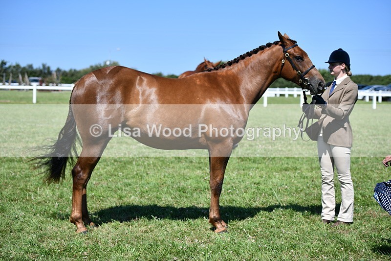 DSC_6769 - Class 57: Hunter/Riding Horse/Hack 1, 2 & 3 yr olds
