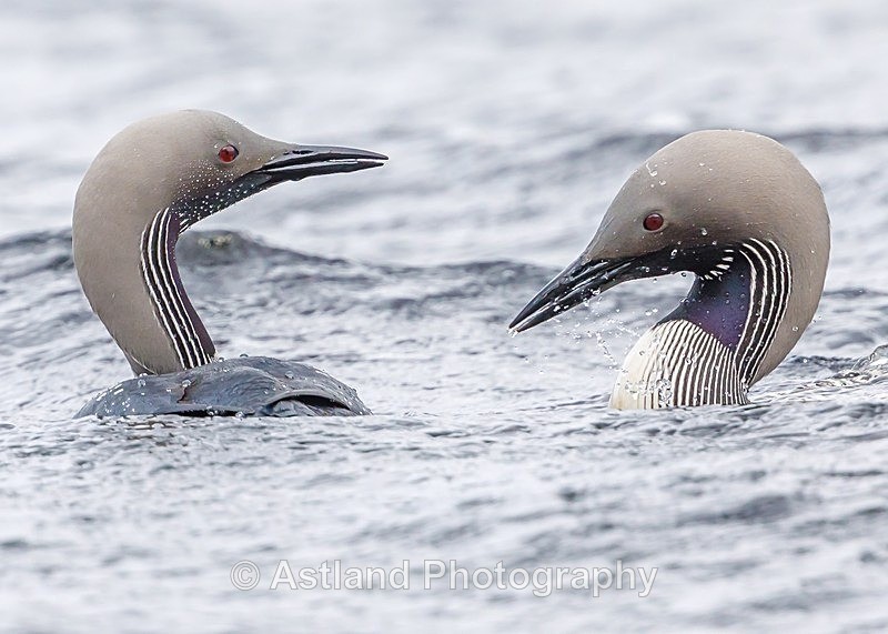 Astland Photography, Bird and Wildlife Images, Susan and Peter Wilson, U.K.