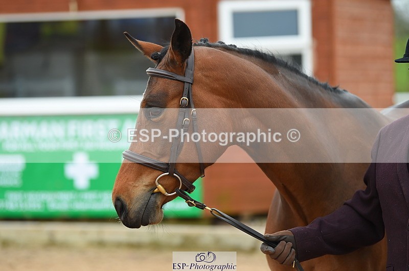 230416A-140808-04745 - Cls 46+43 In Hand Warmbloods and Foreign
