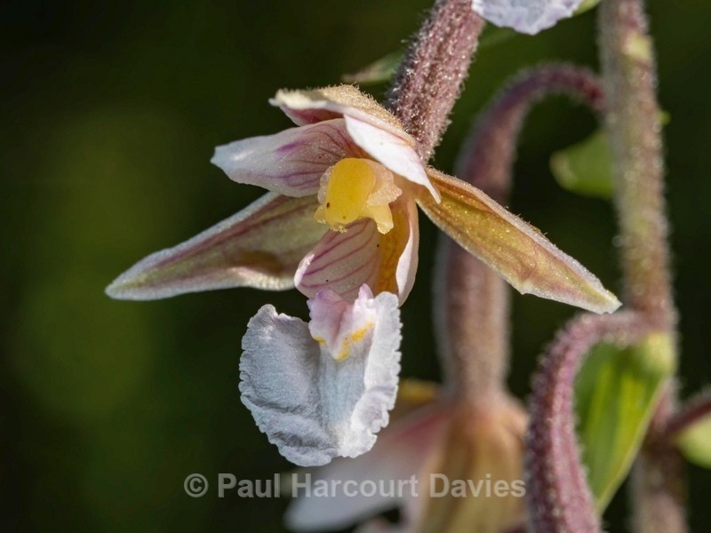 Marsh Helleborine (Epipactis palustris) - Wild Orchids 2020