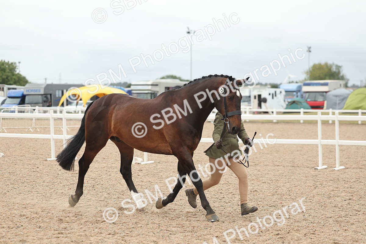 SBM_19859 - Class 318 - IH Part Bred Horse-Pony