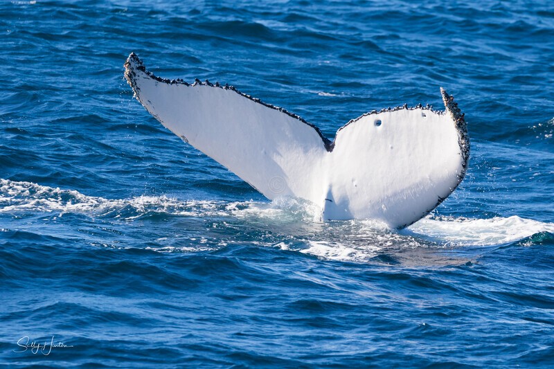 Fluke Finger-print 0A3A1393 - Humpback Whales