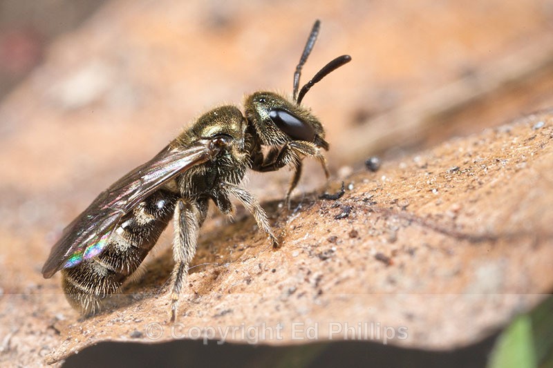Lasioglossum smeathmanellum - Lasioglossum smeathmanellum
