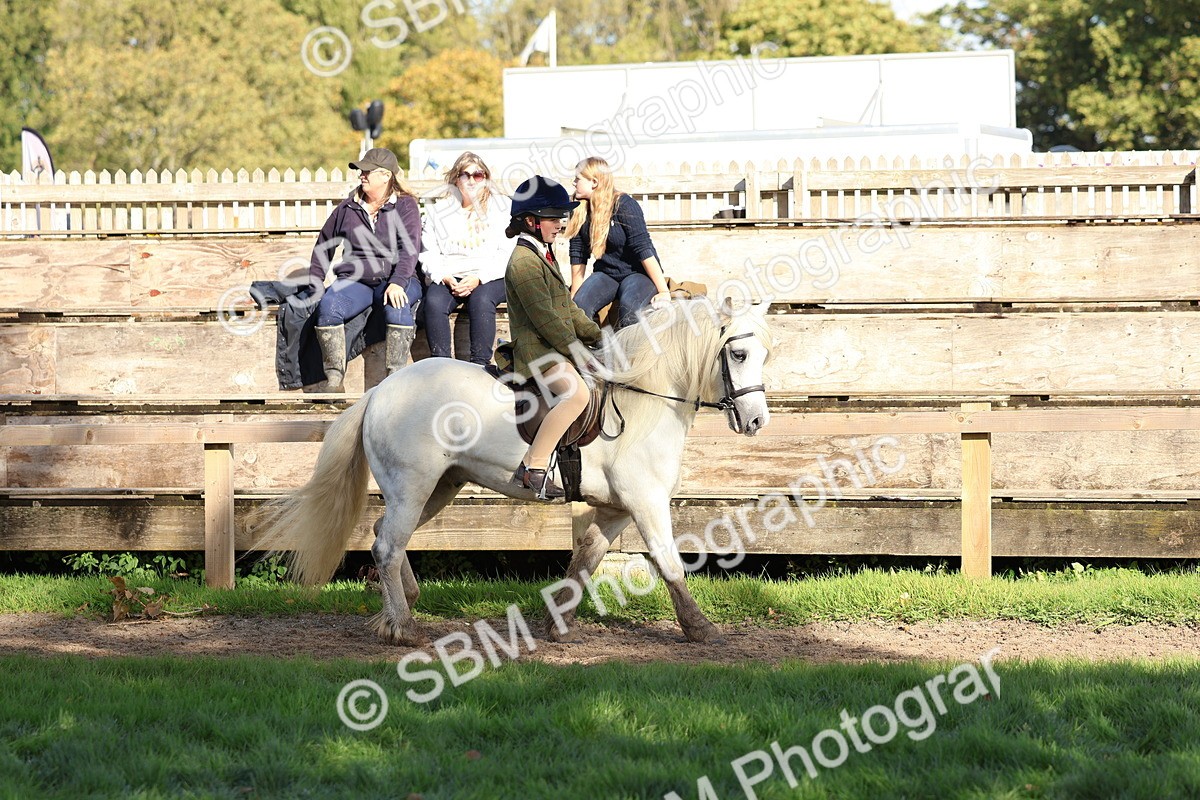 SBM_52329 - S13 - Pony Club Pony
