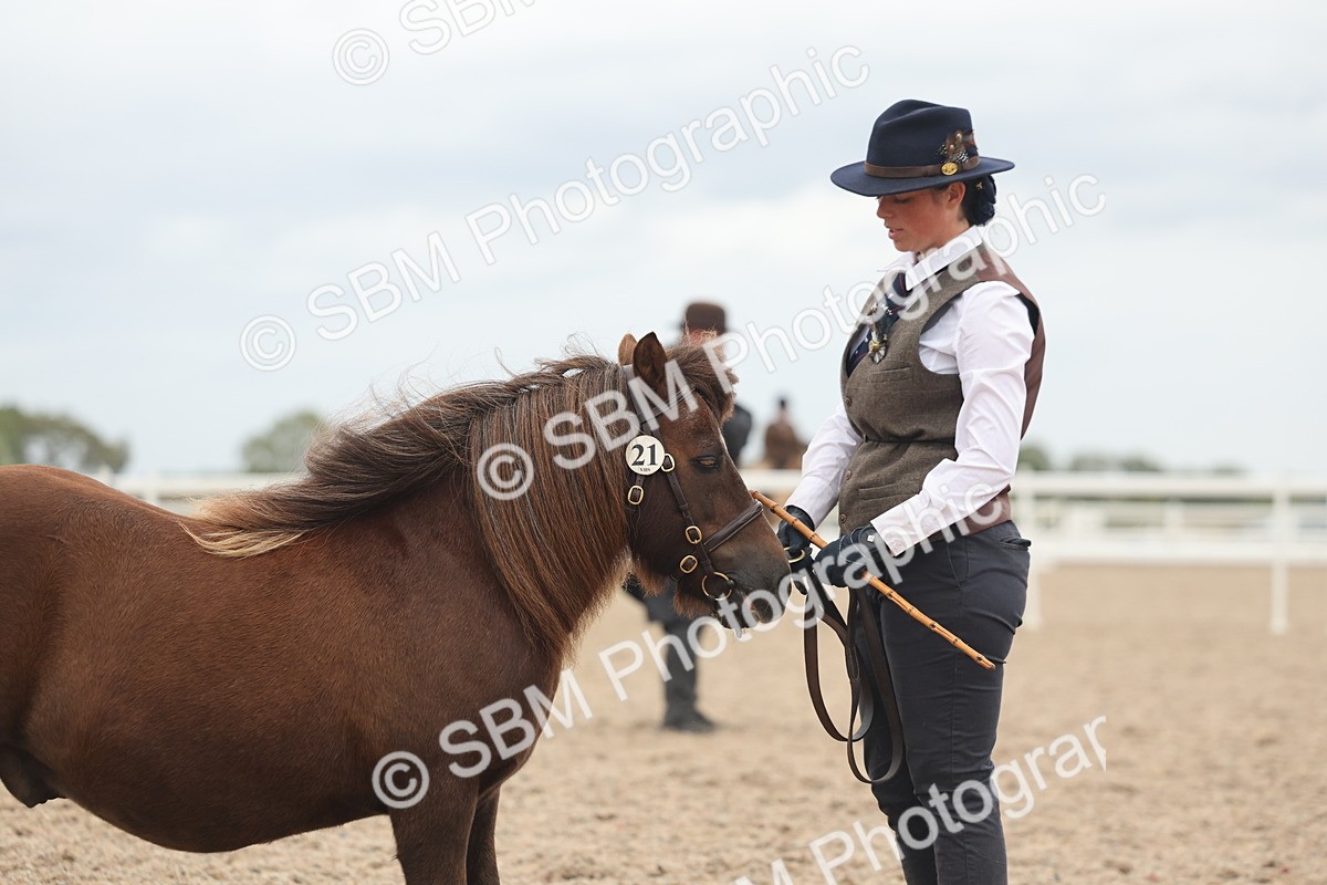 SBM_19326 - Class 317 - IH Pure Bred Horse-Pony