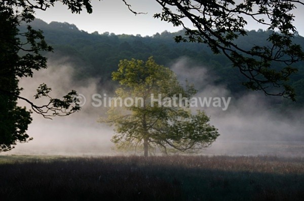 Magic Tree - English Lake District