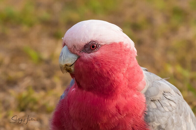 A Galah - Galahs