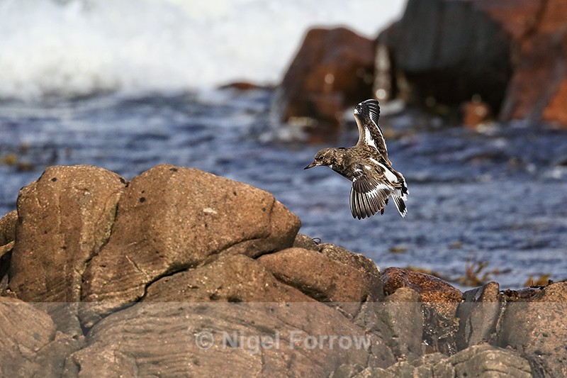 Turnstone landing on rocks, Scotland - Turnstone