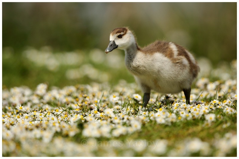 Egyptian Gosling amongst the Daisies - Latest Work