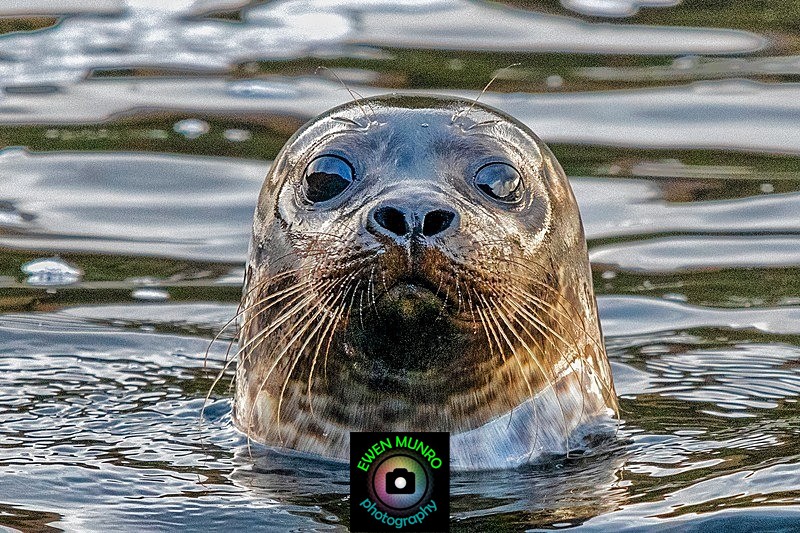 B-07-Sombre Seal - 'BEASTIES' of all shapes & sizes