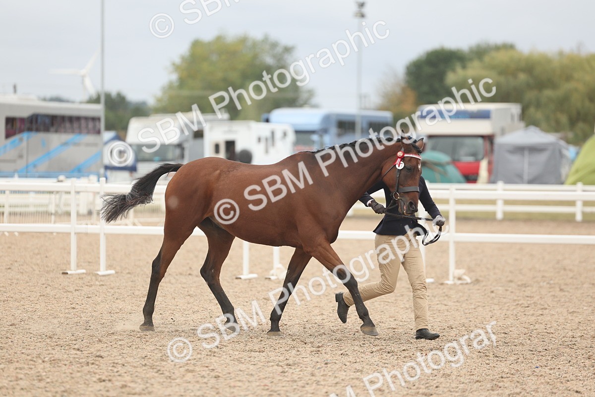 SBM_19842 - Class 318 - IH Part Bred Horse-Pony