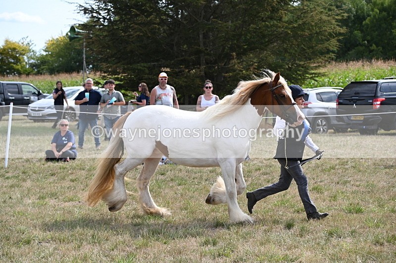 WJ6_6578 - Class 20 In-hand Cob