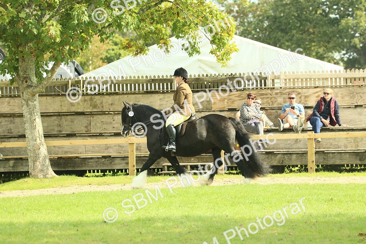 SBM_66616 - S34 - Rehabilitated Rescue Horse & Pony In Hand & Ridden