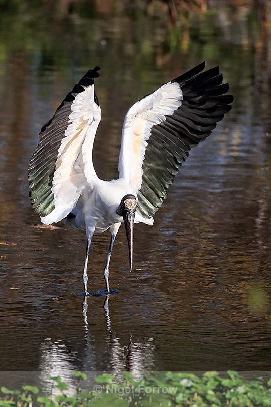 Wood Stork lands with wings raised, Wakodahatchee Wetlands, Florida - Wood Stork
