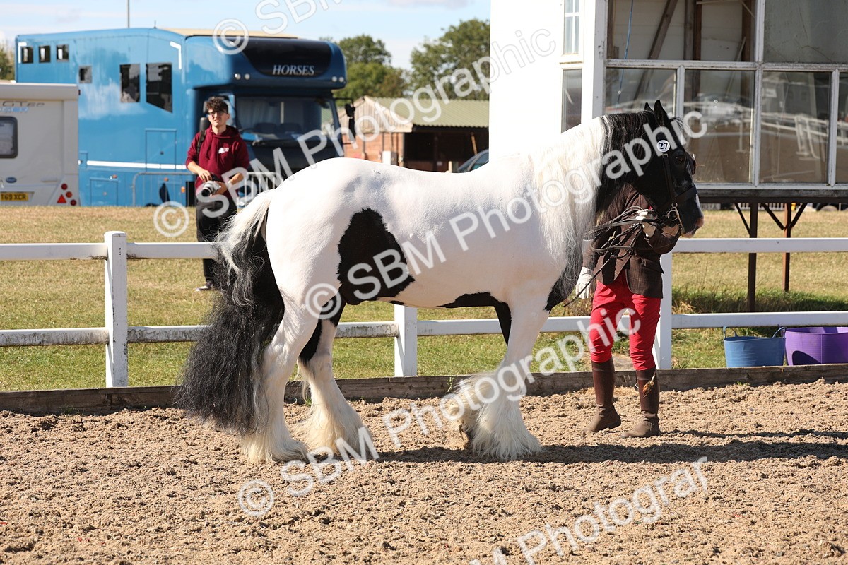 SBM_12912 - Class 206 - IH Non Show Type Pony