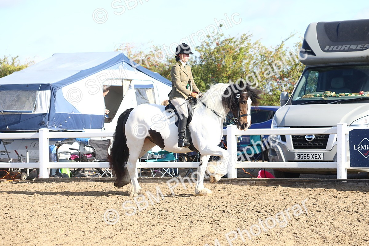 SBM_08616 - Class 502 - Riding Club Horse