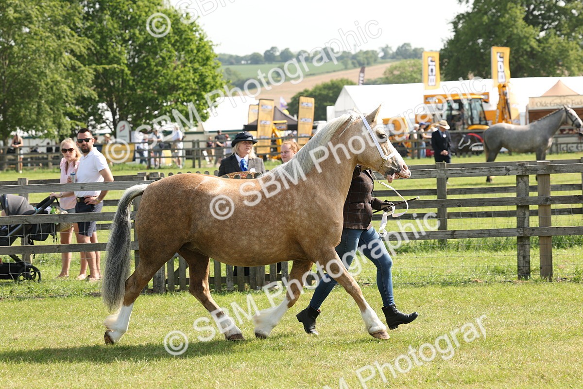 SBM_02050 - Class 6-13 - Mountatin and Moorland In Hand Welsh Breeds