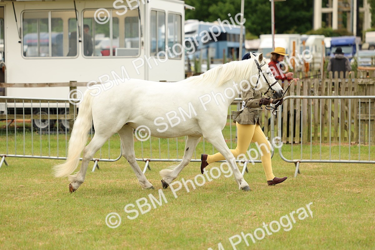 SBM_04174 - Class 64-67 - Shetland Pony In Hand