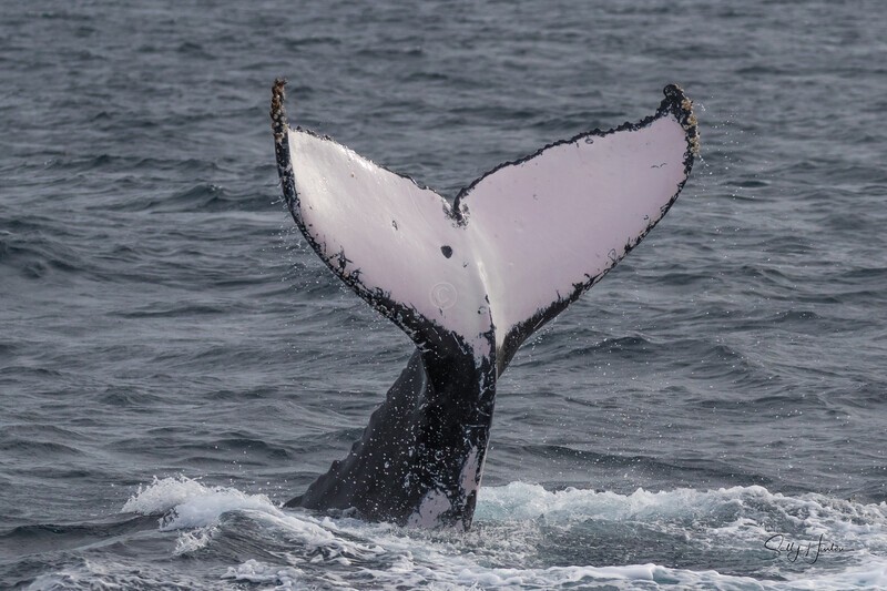 Tail Slap belly down 1. 0A3A0369 - 2025 Whales