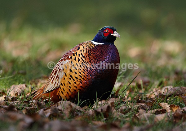 Pheasant 2 - United Kingdom