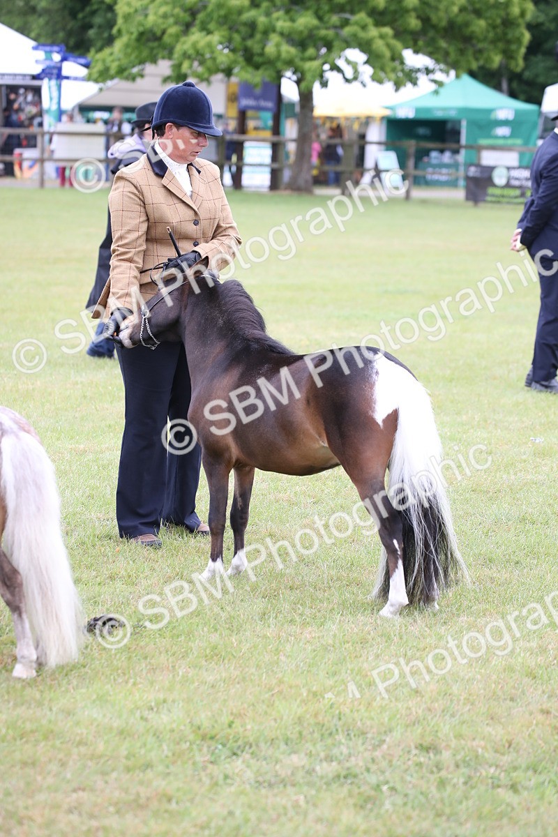 SBM_03822 - Class 23-25 - British Miniature Horse of the Year