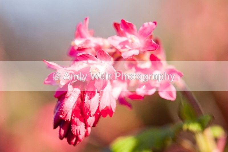 20120318-_MG_9422 - Plants & Flowers