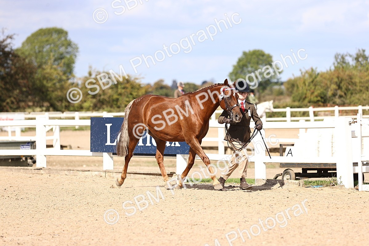 SBM_14276 - Class 411 - Prettiest Mare (IH OR Ridden) Adult