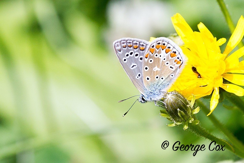 silver studded blue pyrenees