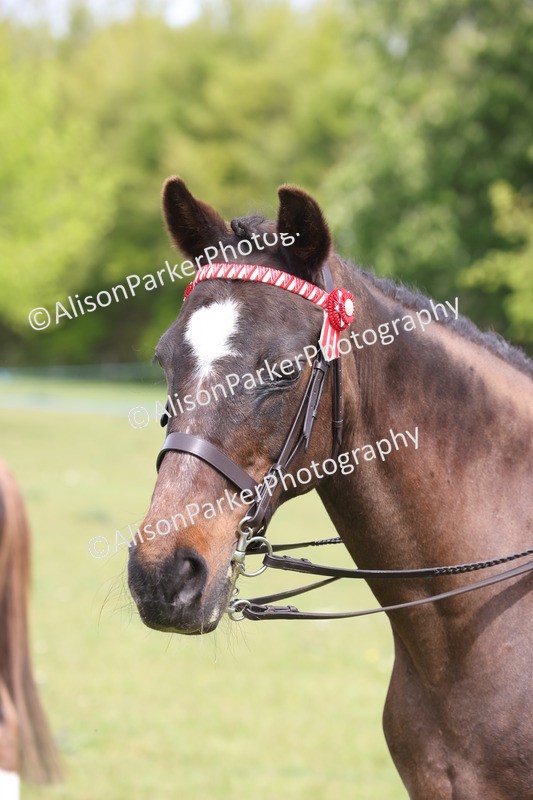 20260426-3030 - Class 33 - Best Pony 14.2hh and Under