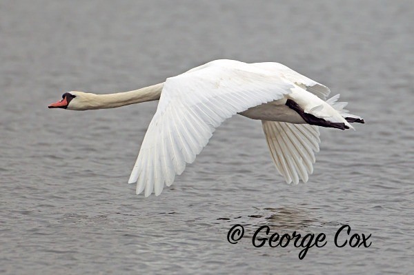 swan in flight