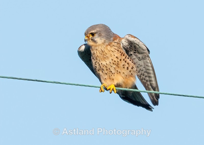 Kestrel - Latest Images