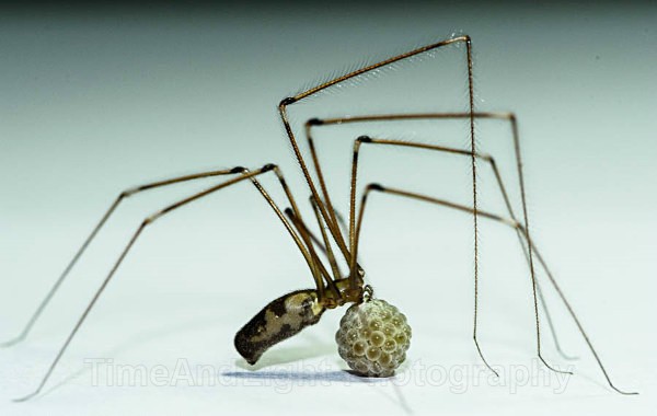 Female Cellar spider with eggs - Spiders