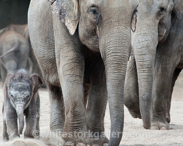 On The Move - Wildlife and Animals