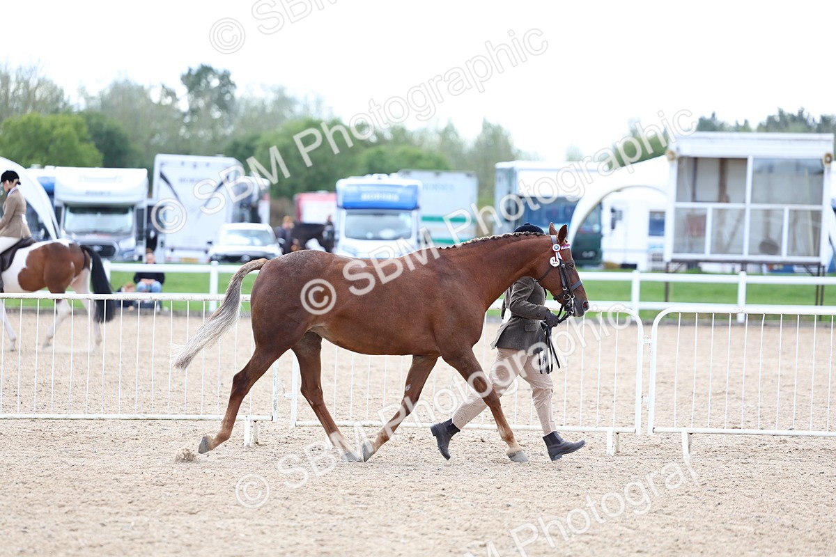 SBM_15344 - Class 312 - IH Competition Horse-Pony