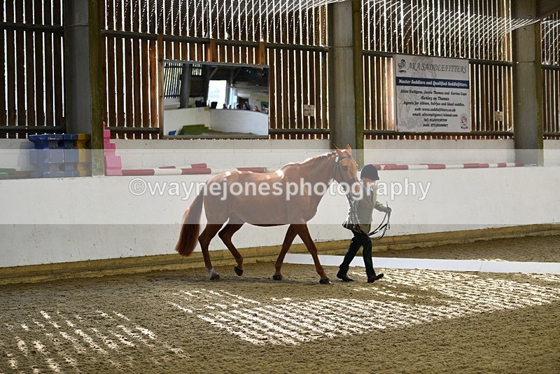 WJ5_3617 - Class 5 In Hand Veterans