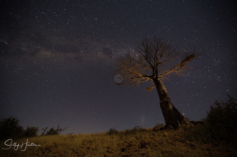 2015 Baobab Mashatu 2 - Landscapes